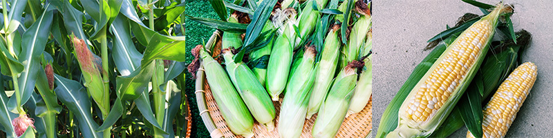 とうもろこし